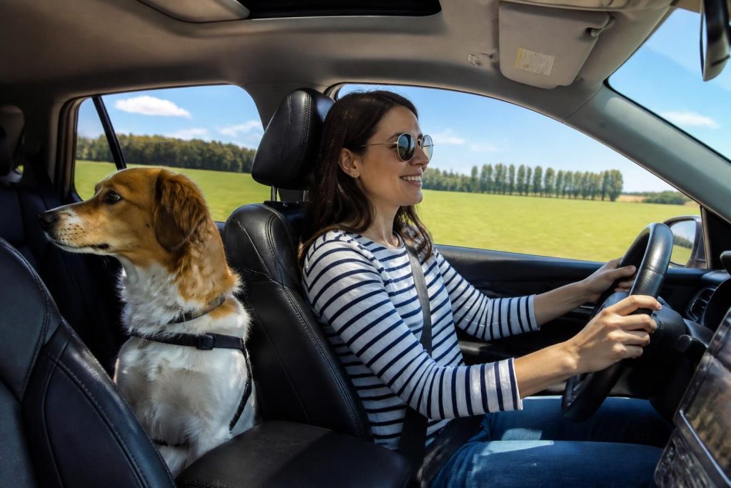 découvrez nos conseils pratiques pour voyager en voiture avec votre animal de compagnie en toute sécurité et confort.